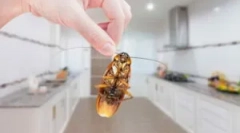 Kako se riješiti domaćih žohara u stanu